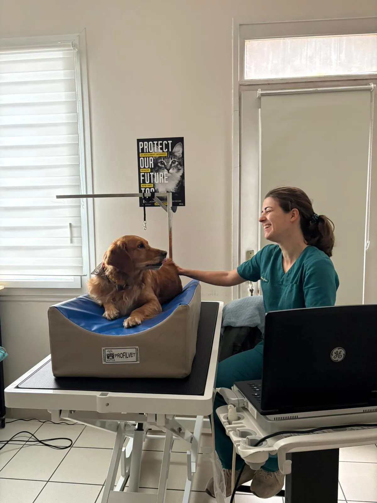 Échographie abdominale : Ellie, chienne golden retriever, installée sur le coussin d’examen à côté du Dr Maupeu, souriante